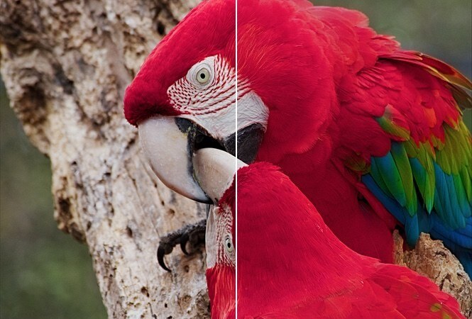 The macaws split down the middle: as shot on the left, strong inhibition, interlayer and diffusion on the right