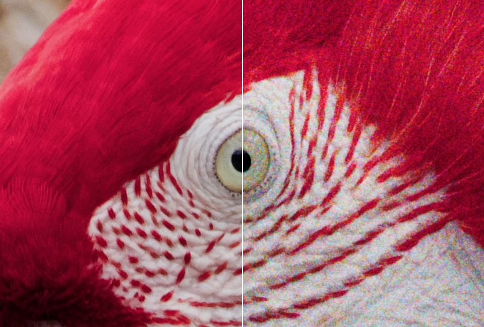 A close-up of the macaw eye, as shot on the left and with film grain on the right