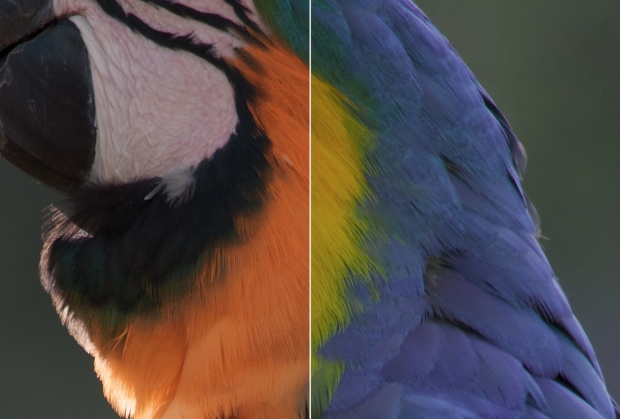A blue and yellow macaw, with the yellows moved toward orange and the blues toward cyan on the left, and the yellows toward green and the blues toward violet on the right