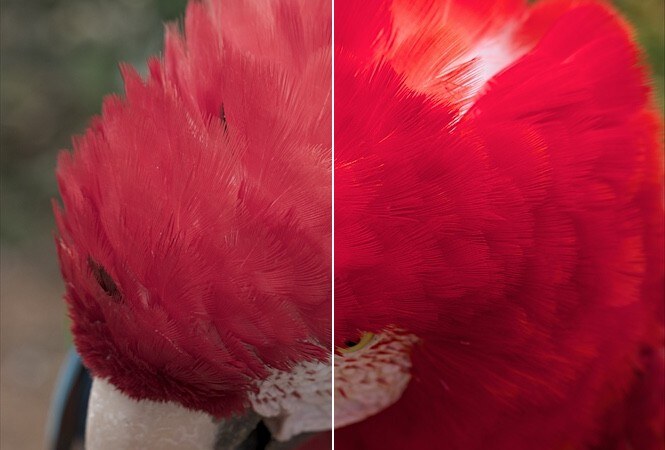 A red macaw, at saturation 0.7 on the left and 1.80 on the right