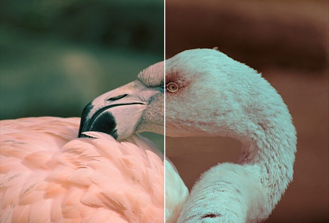 A flamingo toned with cool shadows and warm highlights on the left, and warm shadows and cool highlights on the right
