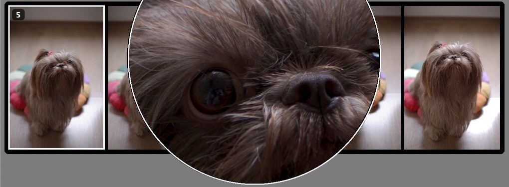 A round loupe over one frame of a spread stack, showing the dog's eye and nose at 50 percent