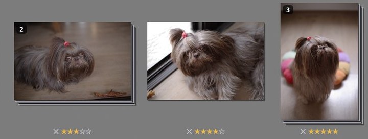 A grid of thumbnails of a dog, with star ratings under them and burst stacks marked with a count badge