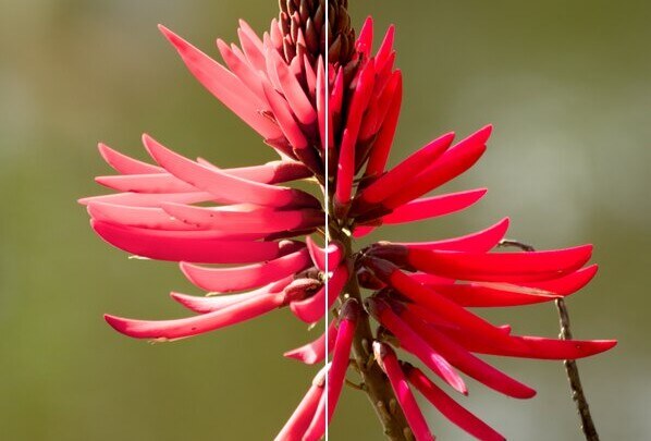 The red flower raised by two stops, split down the middle: Revelar's tonemapper on the left, a hard-clipping conversion on the right